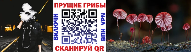 купить наркотик  Стародуб  Галлюциногенные грибы Cubensis 